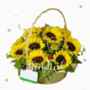 Canasta con 12 girasoles